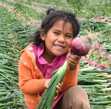 Cebolla rosada – Sivan en Peru