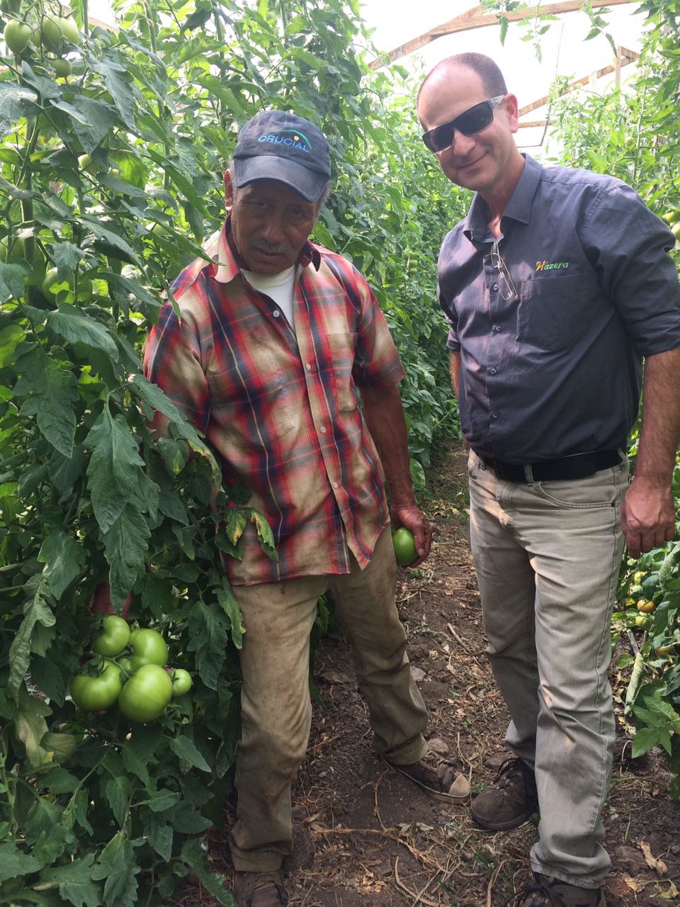 Tomate Alexa en Colombia: Su mejor cosecha de tomates!