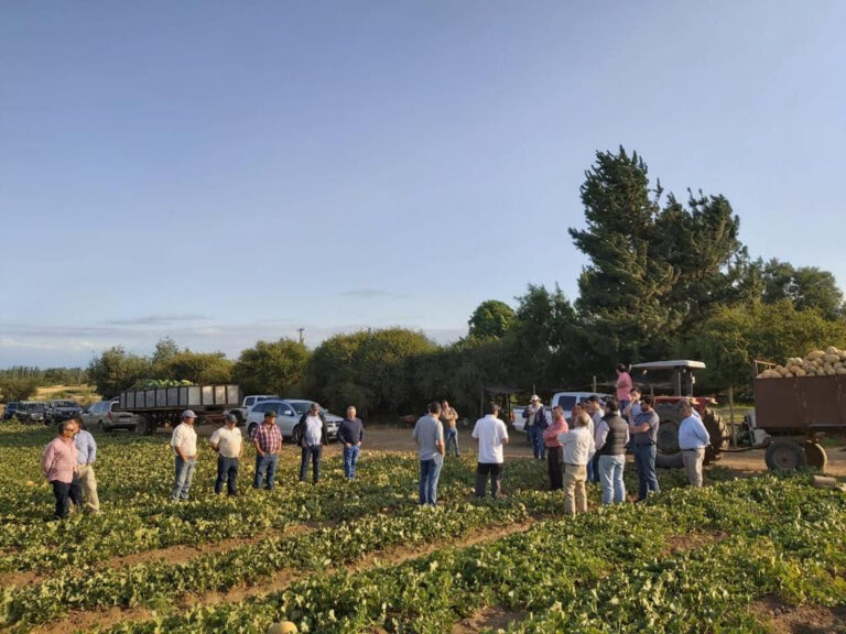 Día De Campo en Pencahue - Talca – Chile - Latin America