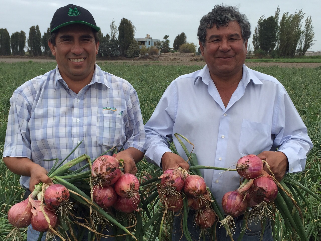 High quality and high yield, the golden combination for Hazera onions