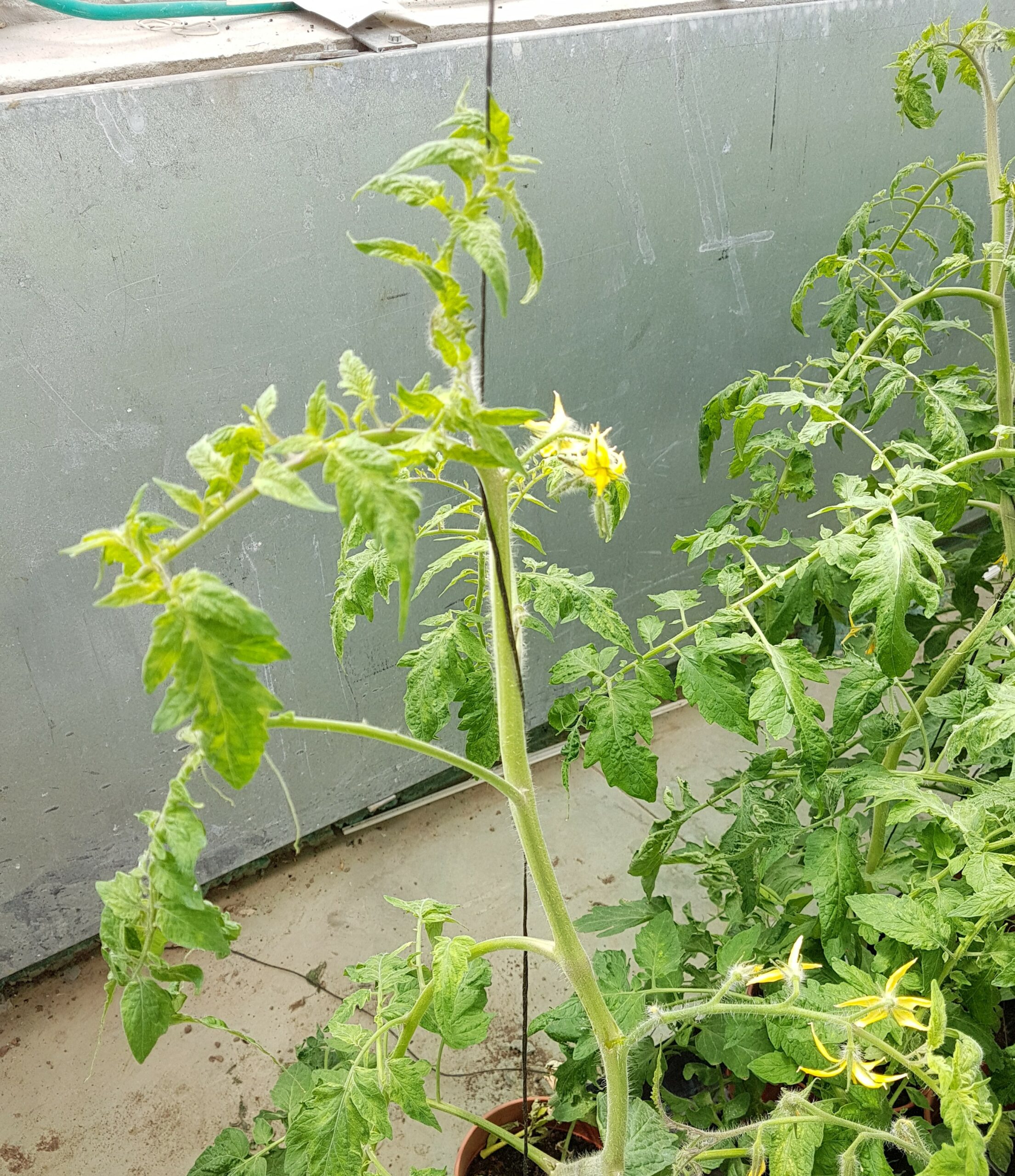 ToBRFV en plantas de tomate