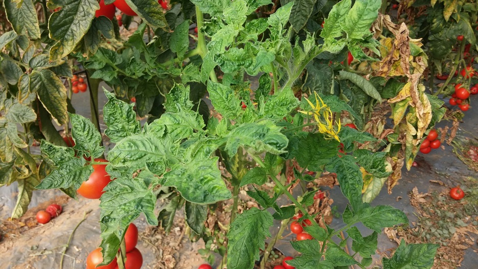 Video de capacitación oficial de Hazera: Virus de la fruta rugosa marrón del tomate (ToBRFV)