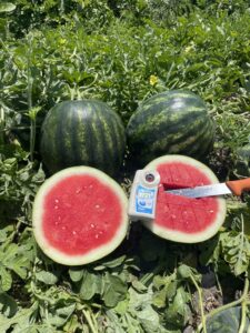Mini-seedless Exceed watermelon