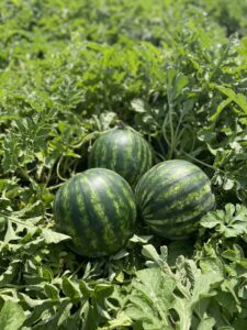 Mini-seedless Exceed watermelon