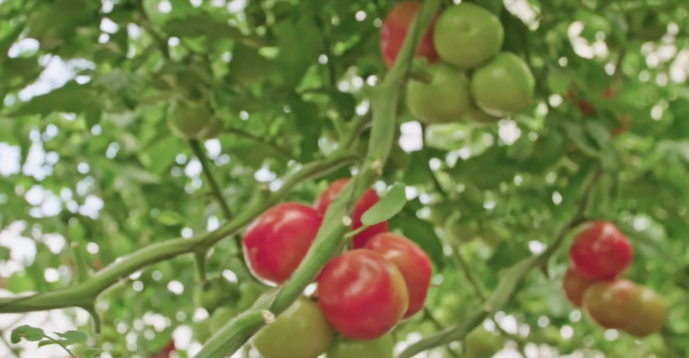 Hazera's Official Training Video: Tomato Brown Rugose Fruit Virus (ToBRFV)