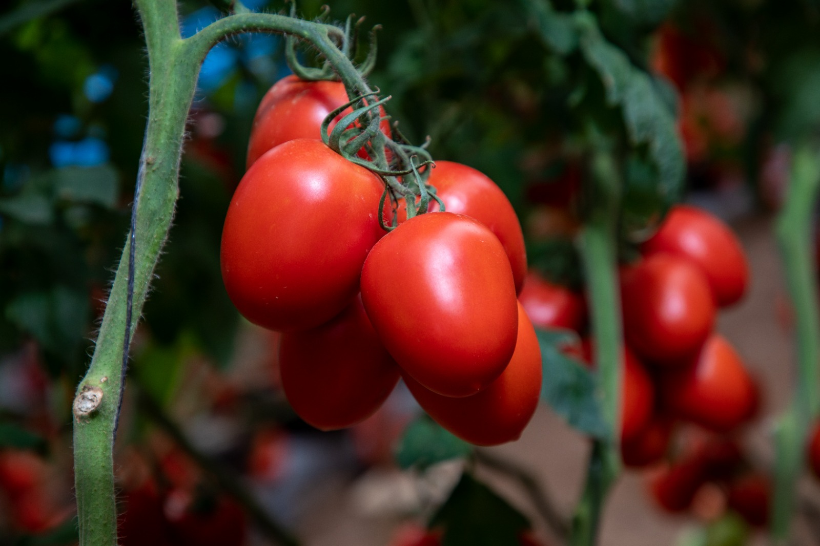 How ToBRFV varieties changed the Mexican tomato market