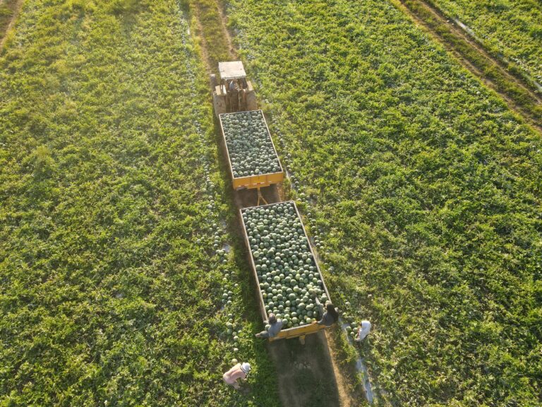 Sin semillas es más: Cómo Hazera está redefiniendo la categoría de mini sandías